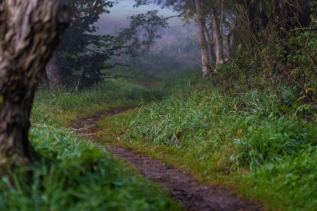 Dirt path